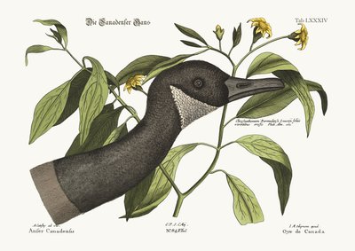 The Canada Goose by Mark Catesby